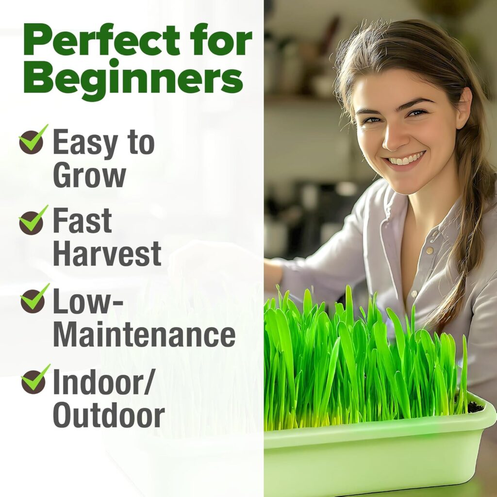 Harvest Wheatgrass
