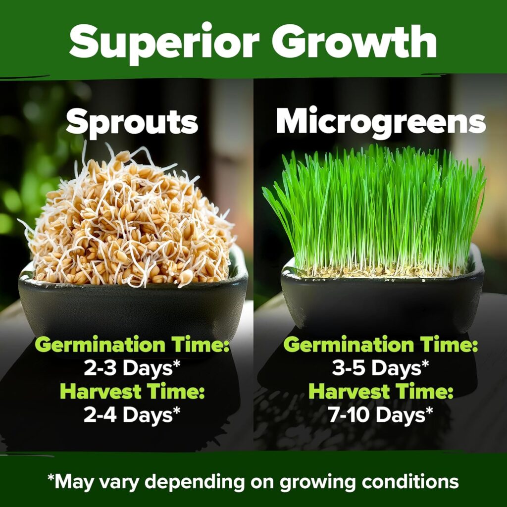 Harvest Wheatgrass