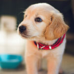 Save Street Dogs