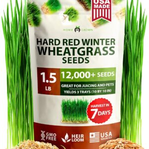 Hard Red Winter Wheatgrass Seeds